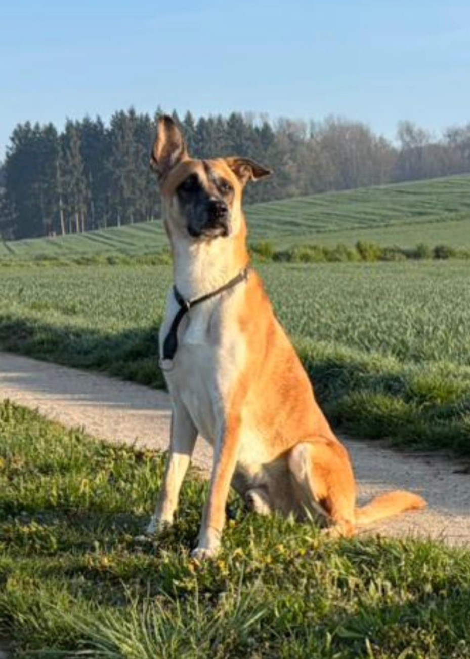 Hund_Tyson.jpeg